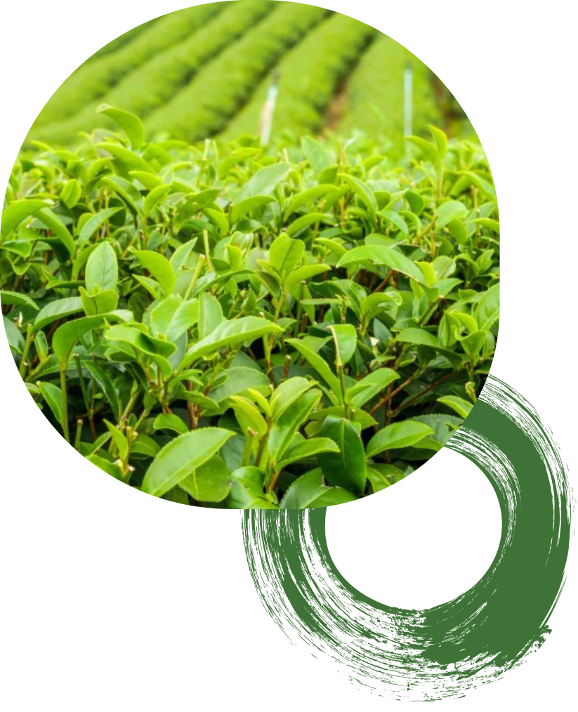お茶