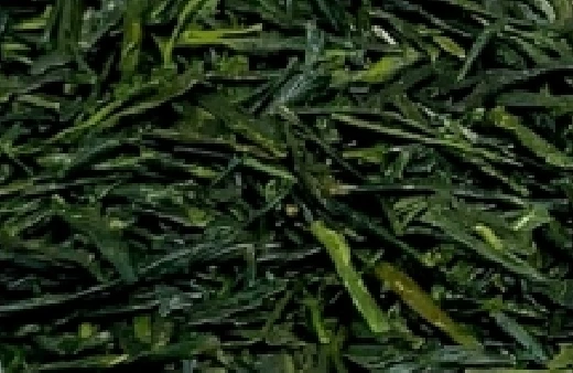 深蒸し茶抹茶